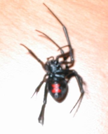 It's a Black Widow Spider!