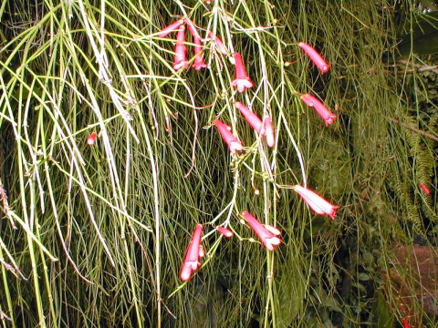 Bright red flowers